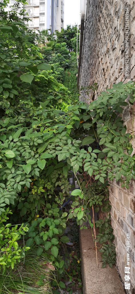 墙边繁茂绿植景观