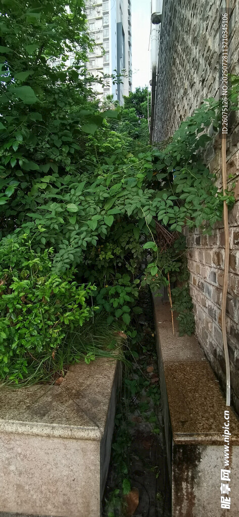 绿植覆盖的古朴石墙一角