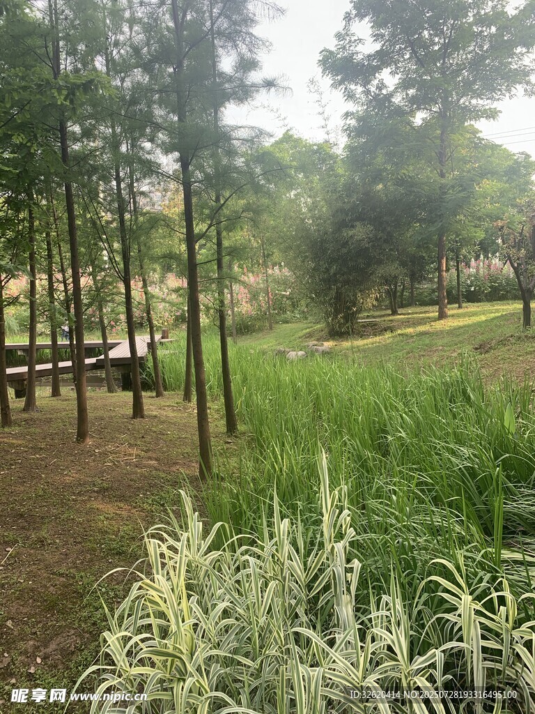 林间草地景观
