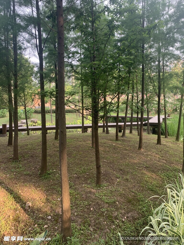 林间木栈道