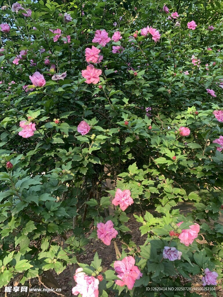 盛开的粉色花丛