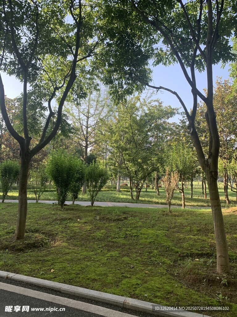 城市公园绿树成荫景致
