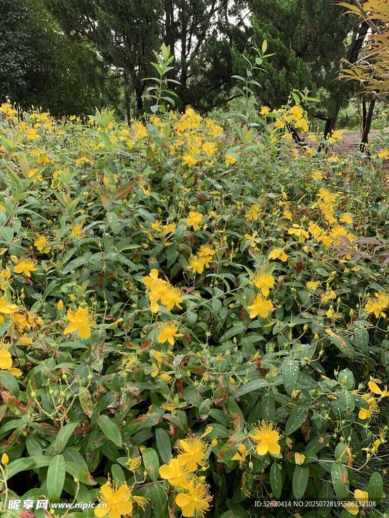金黄灿烂的花丛景观