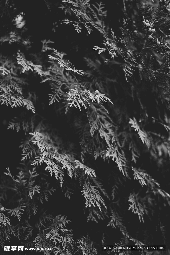 雪覆松枝的自然景致