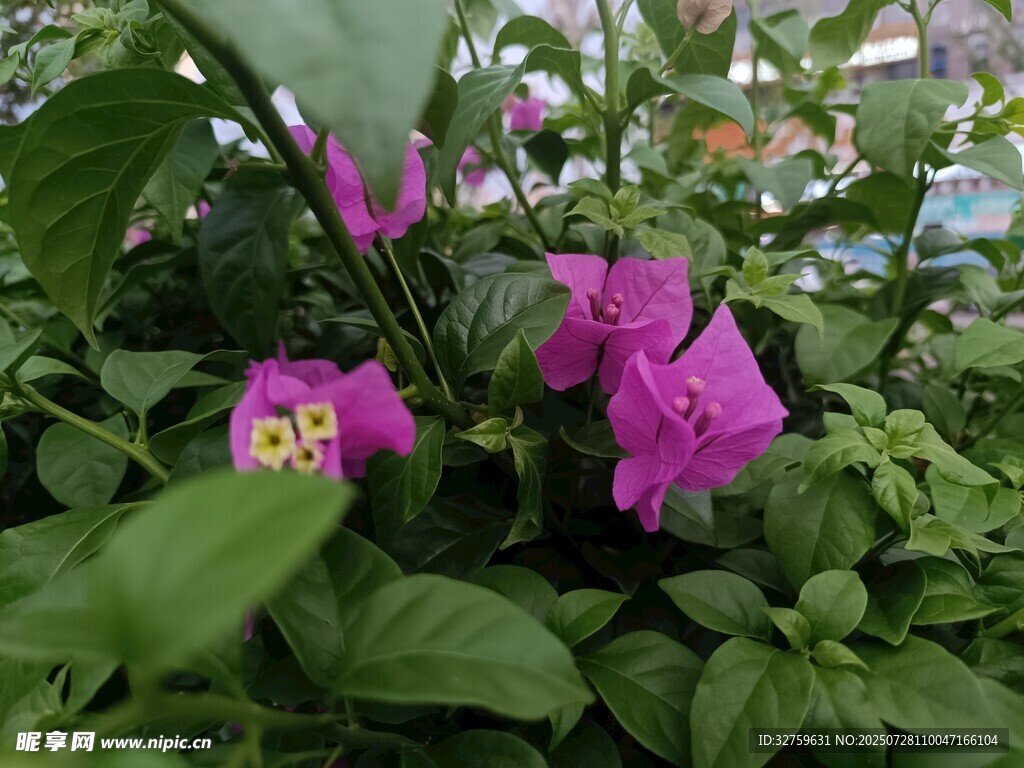 娇艳紫花绽放绿叶间