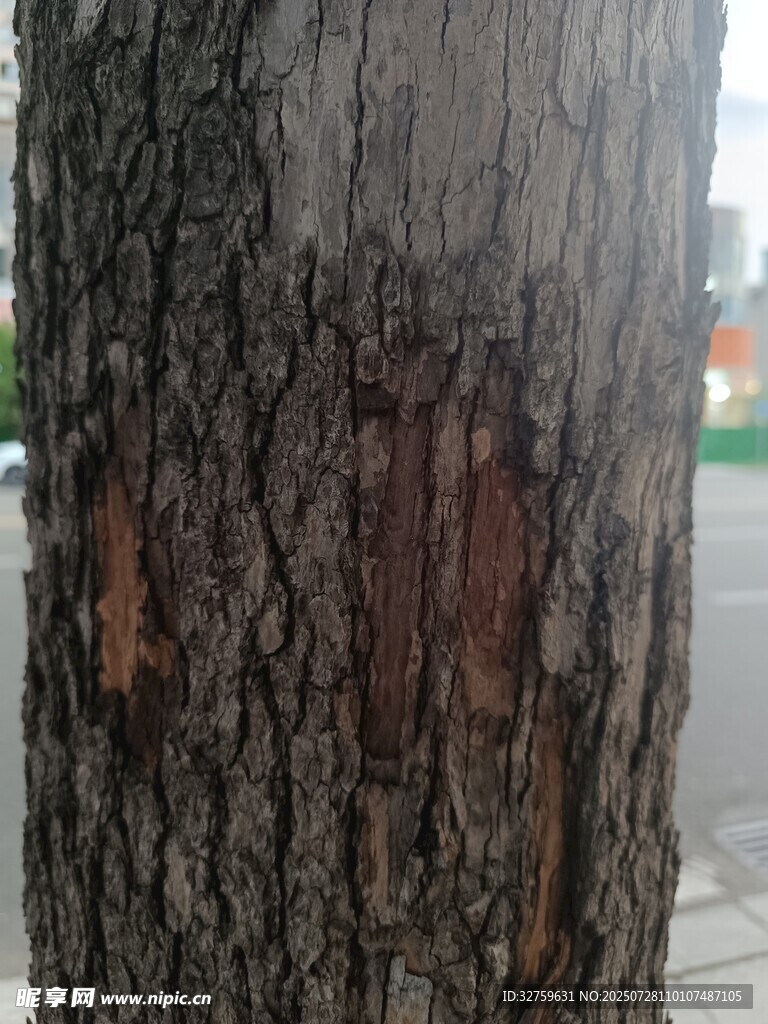 树干上的斑驳痕迹