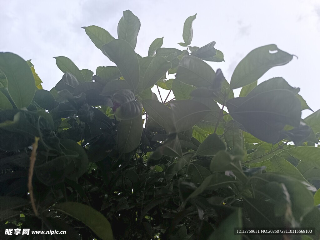 阳光下的繁茂绿叶