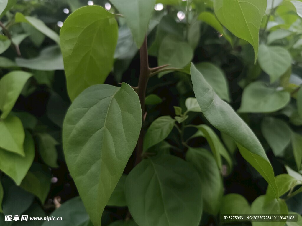绿叶繁茂的植物景象