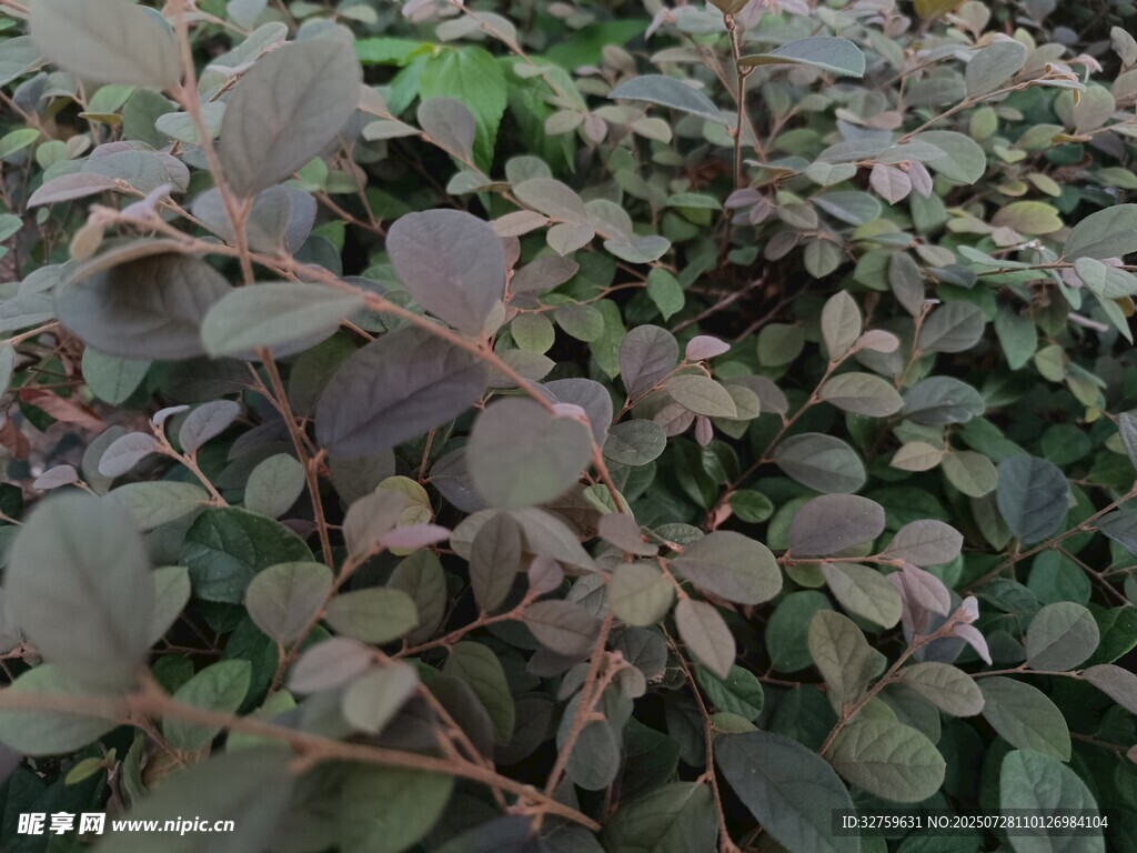 深紫色叶片植物特写