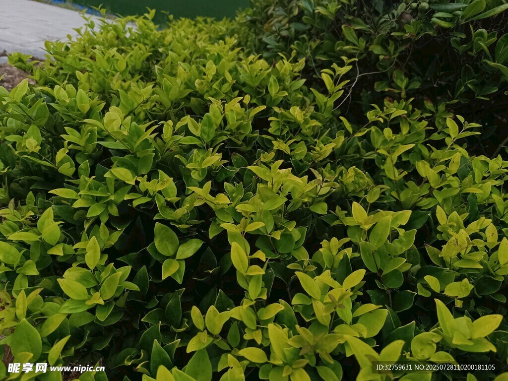 翠绿繁茂的灌木丛