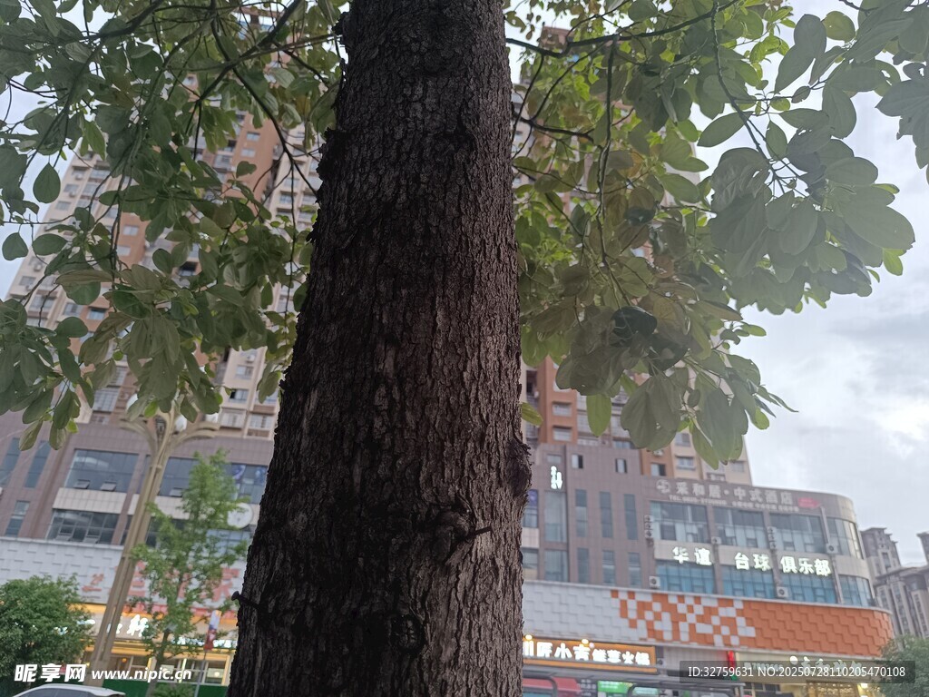 树干后的城市景象