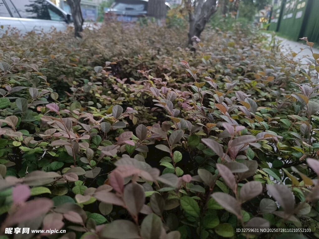 紫叶小檗植物景观