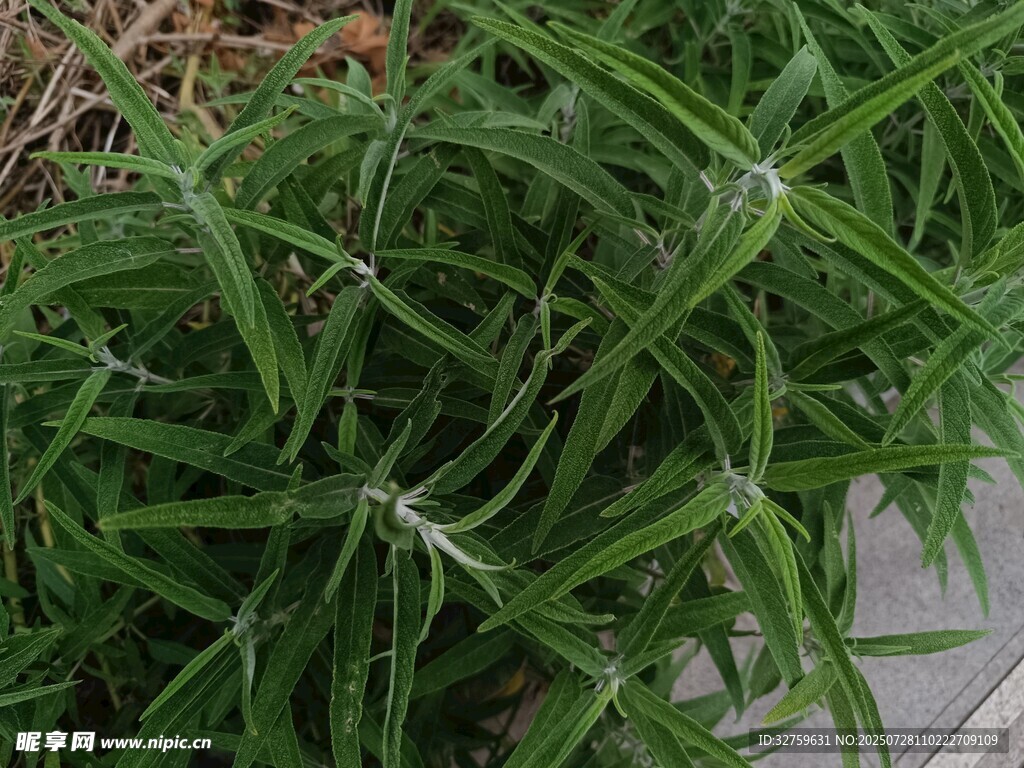 翠绿细长叶片的植物