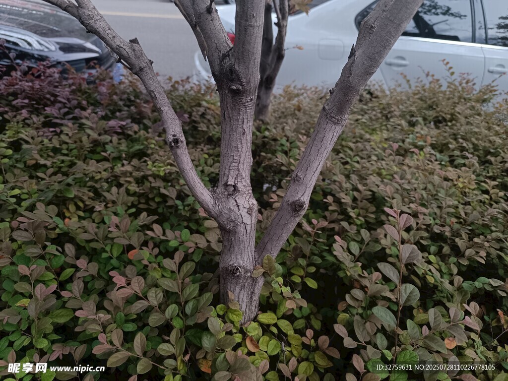 枯树下的繁茂绿植