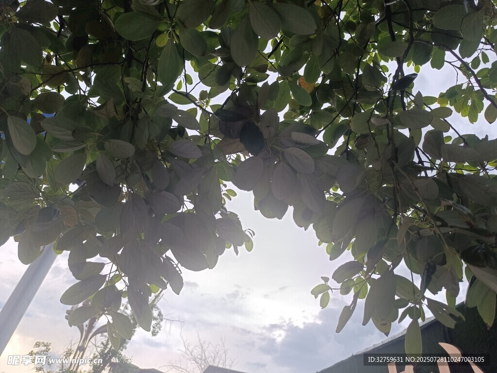 透过枝叶见天空