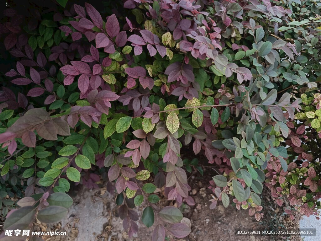 多彩斑斓的植物叶片景观
