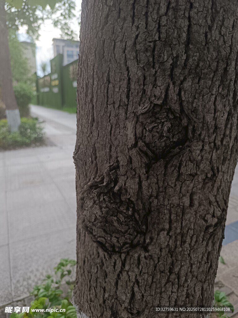 树干上奇特的树瘤景观