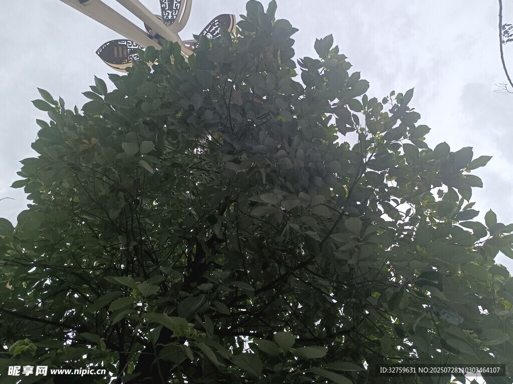 高大繁茂的绿树