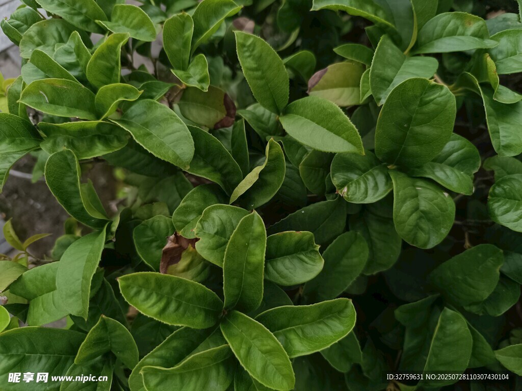 翠绿繁茂的植物叶片