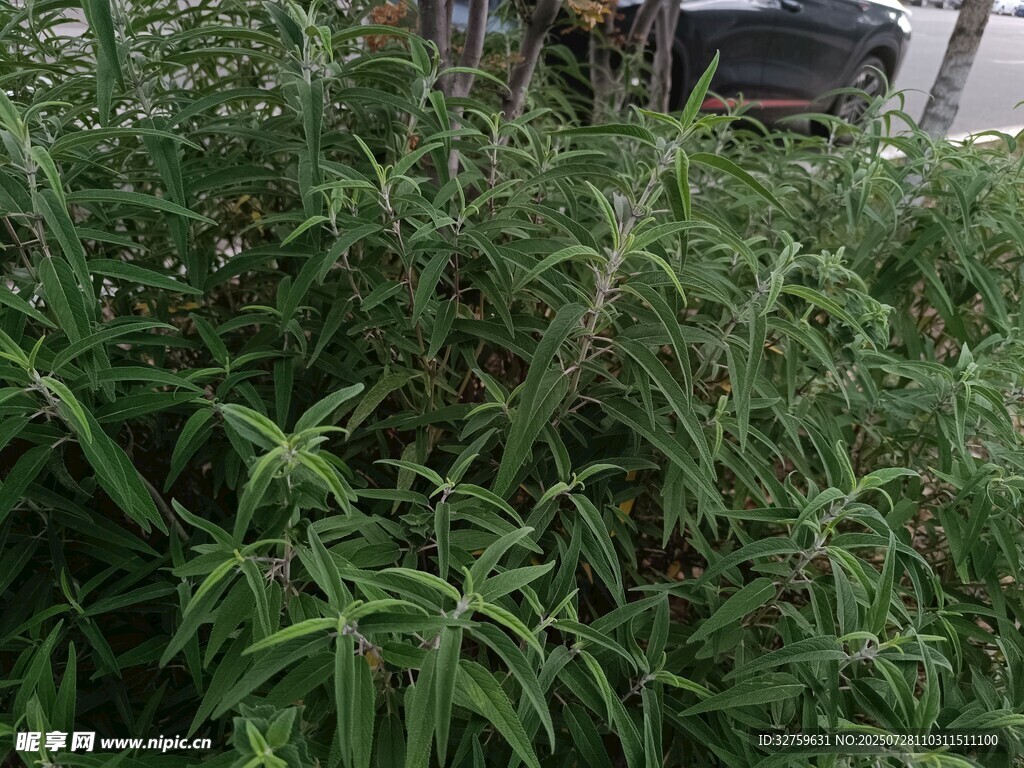 茂盛绿植景观