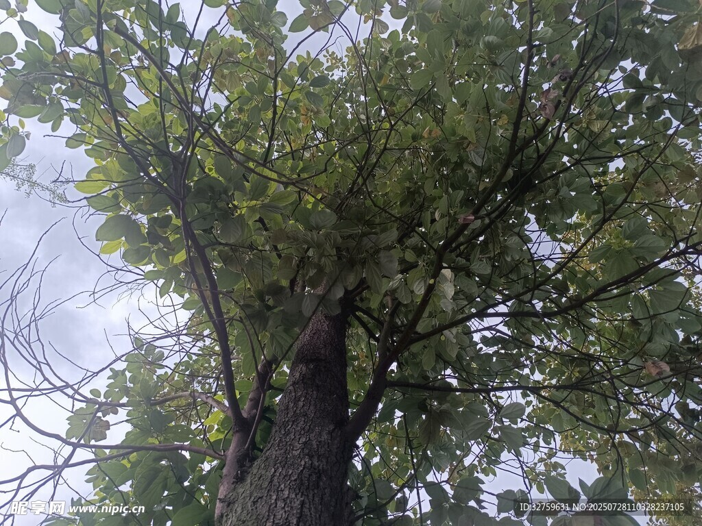 仰视繁茂大树