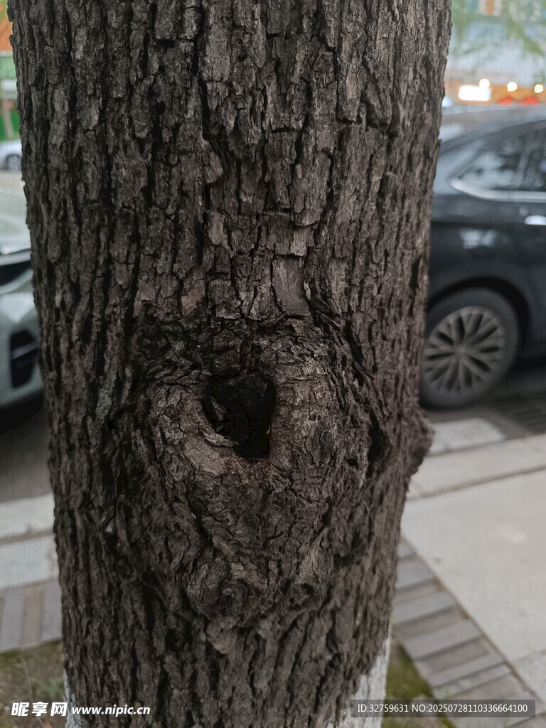 树干上的独特树洞
