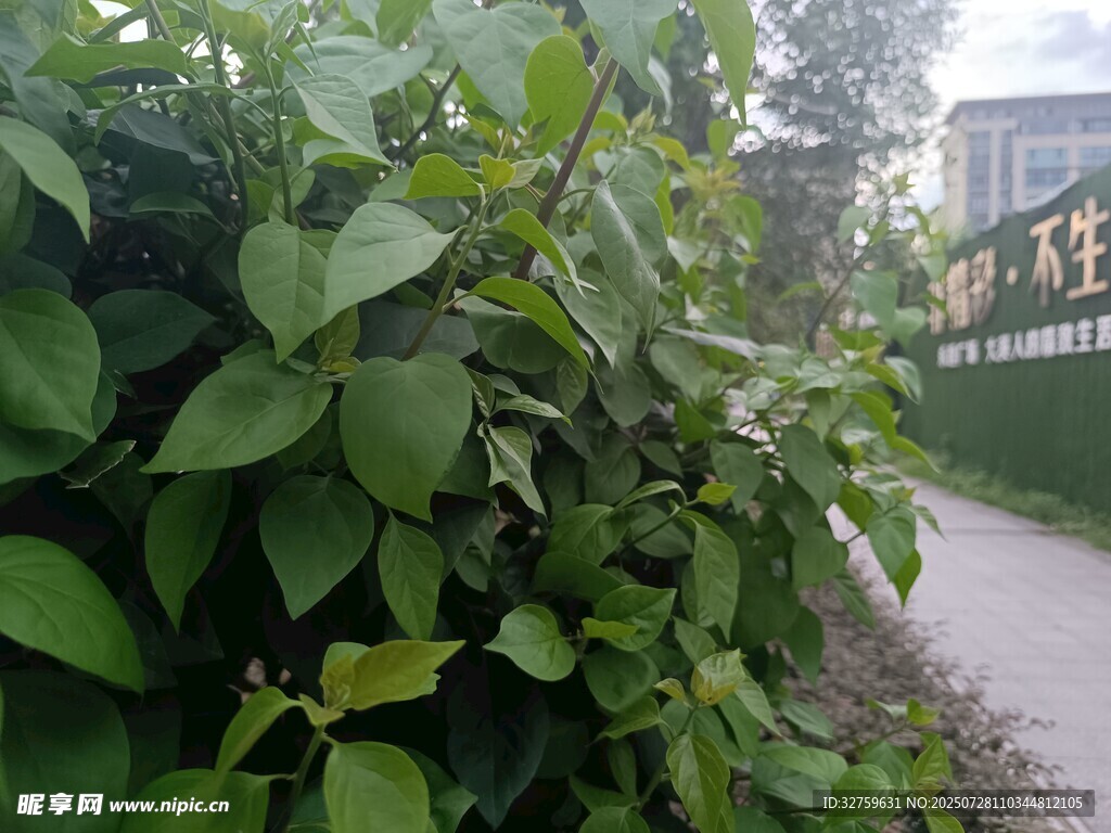 路边繁茂绿植