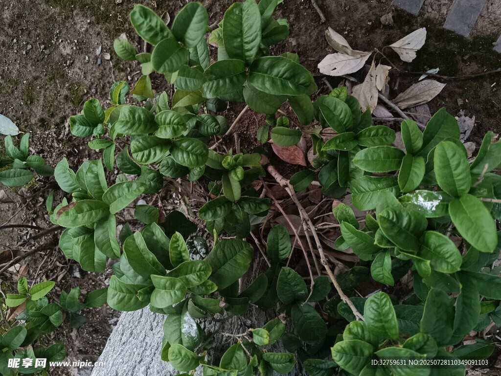 绿叶繁茂的地面植物景观