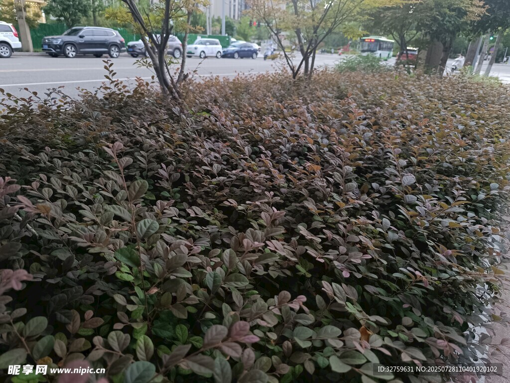 紫叶灌木丛景观