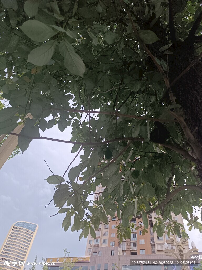 树叶掩映下的城市建筑