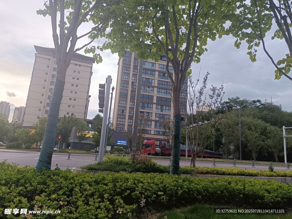 城市街景中的绿树与高楼