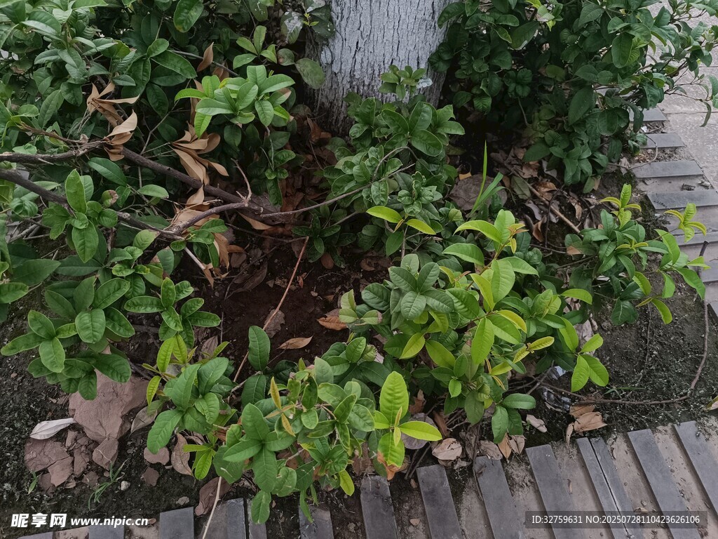 木栈道旁的绿植景观