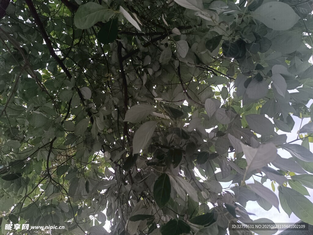 仰视繁茂枝叶