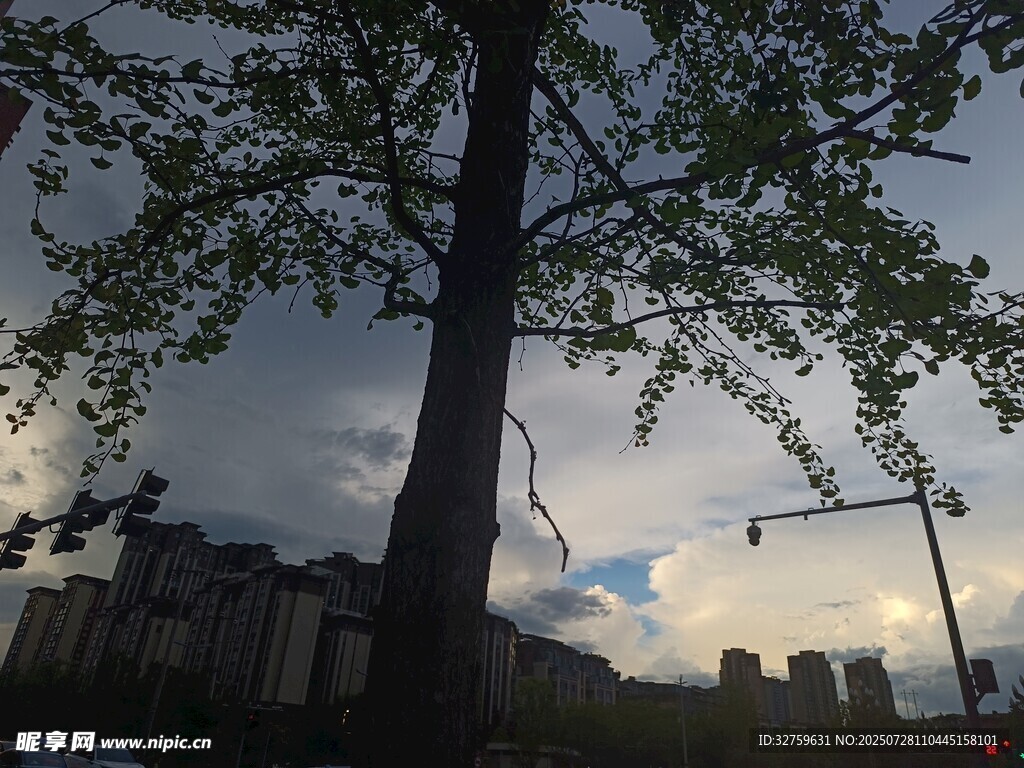 树下天空现独特云层景观