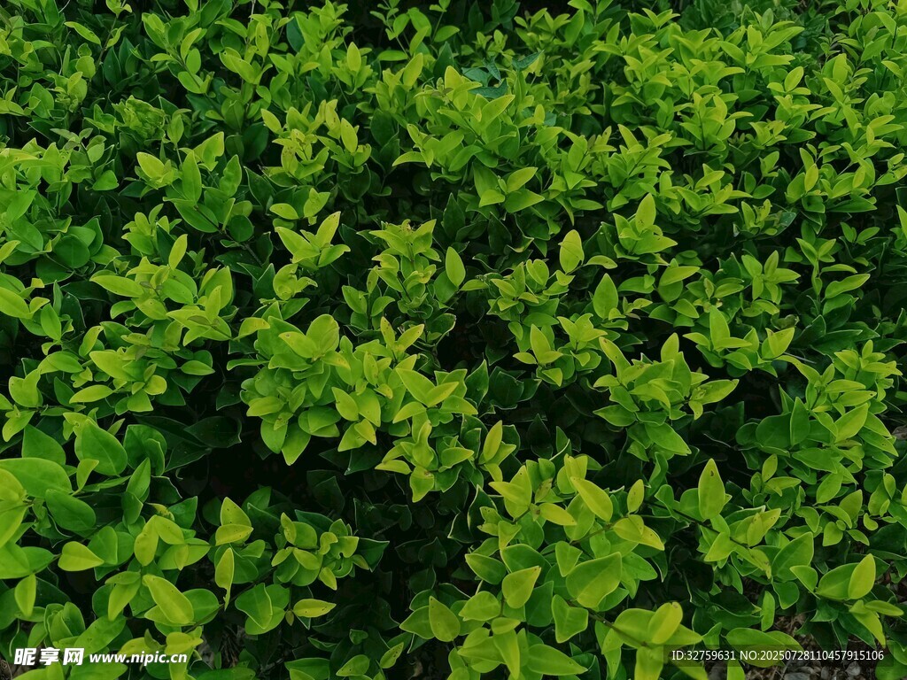 翠绿繁茂的绿植景观