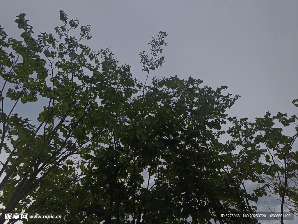 天空下的繁茂绿树