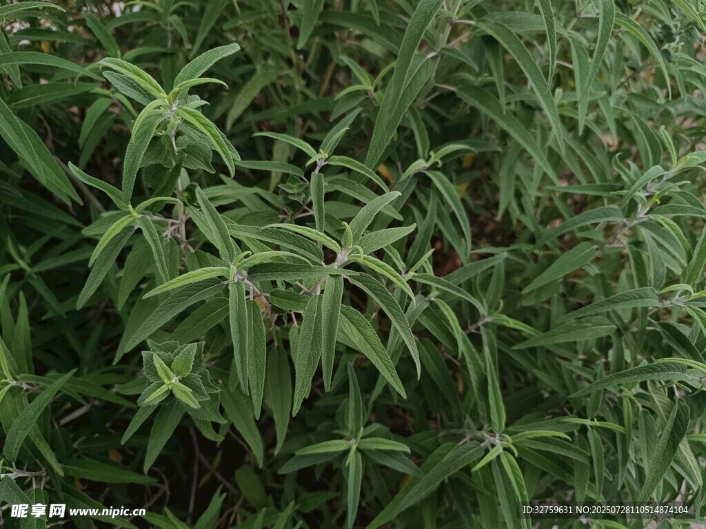 茂密绿叶植物特写