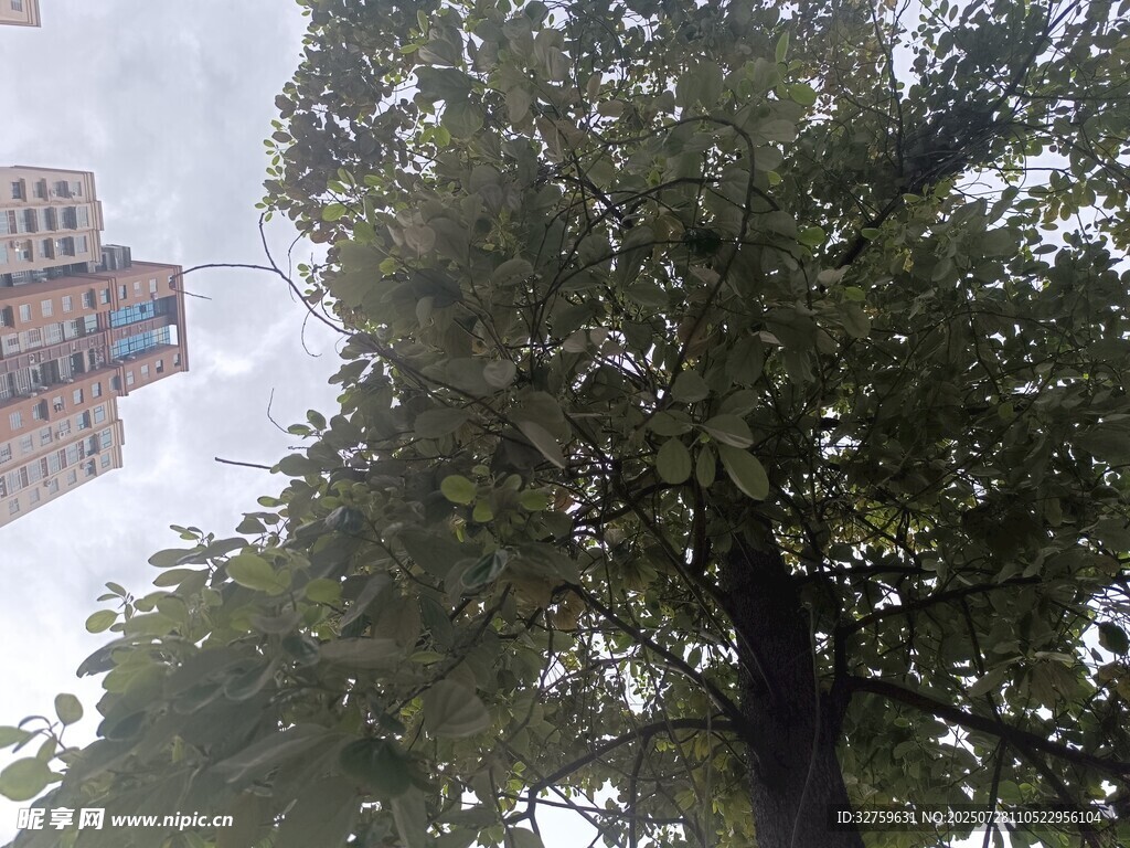 仰视视角下的绿树与高楼