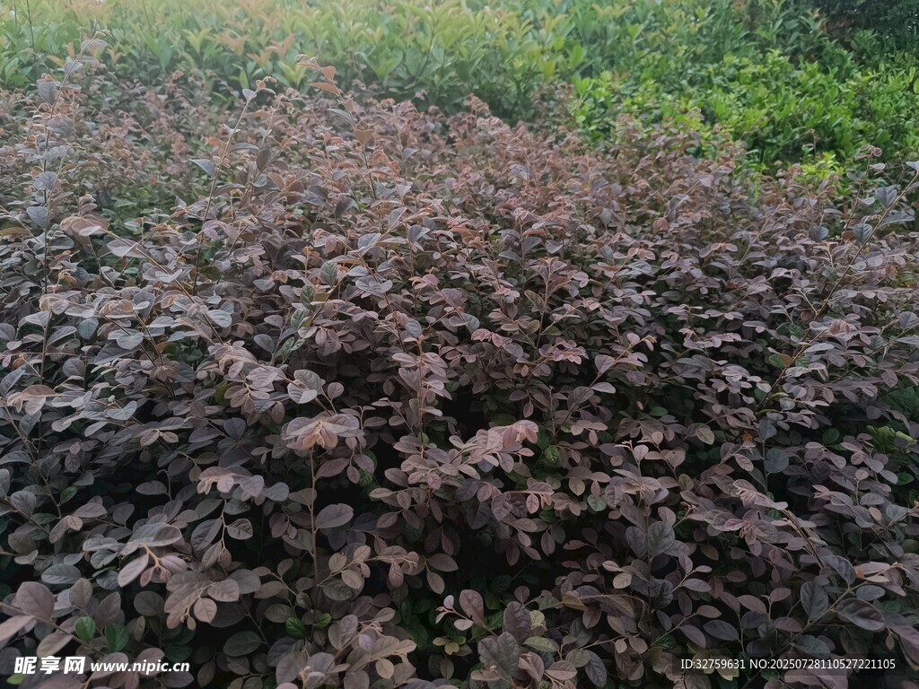 紫叶植物景观