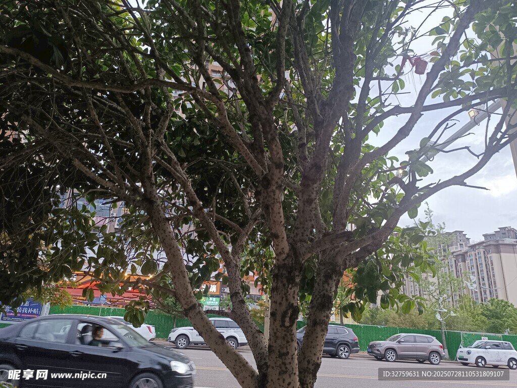 停车场中的繁茂树木