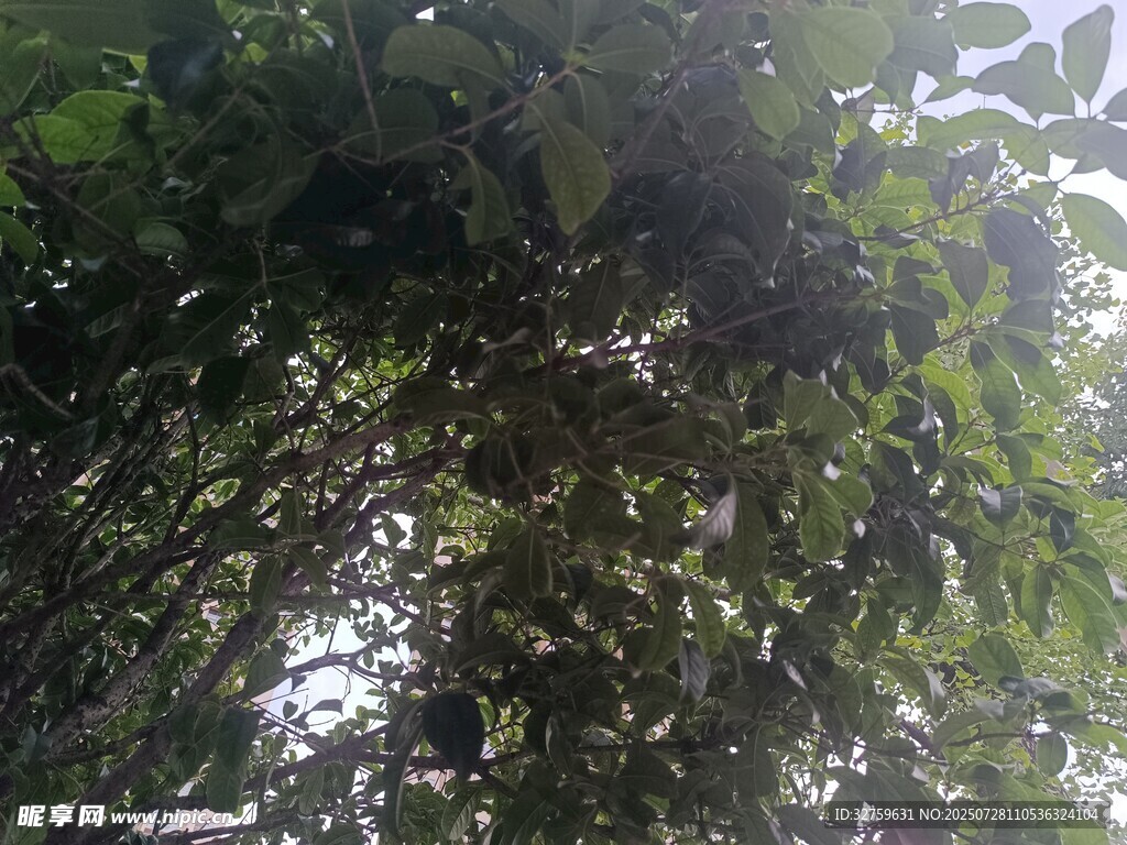 繁茂绿树的枝叶景观