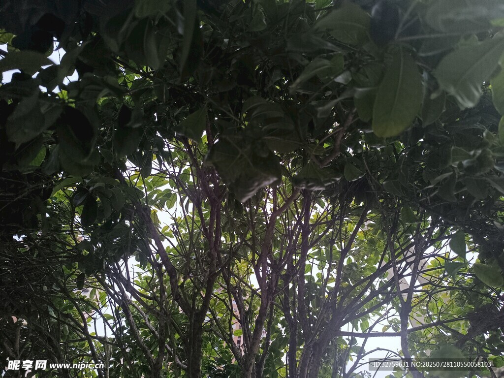 仰视繁茂树林景象