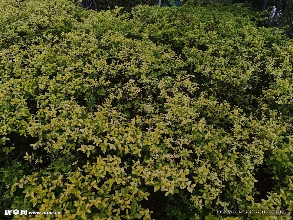 翠绿繁茂的灌木丛