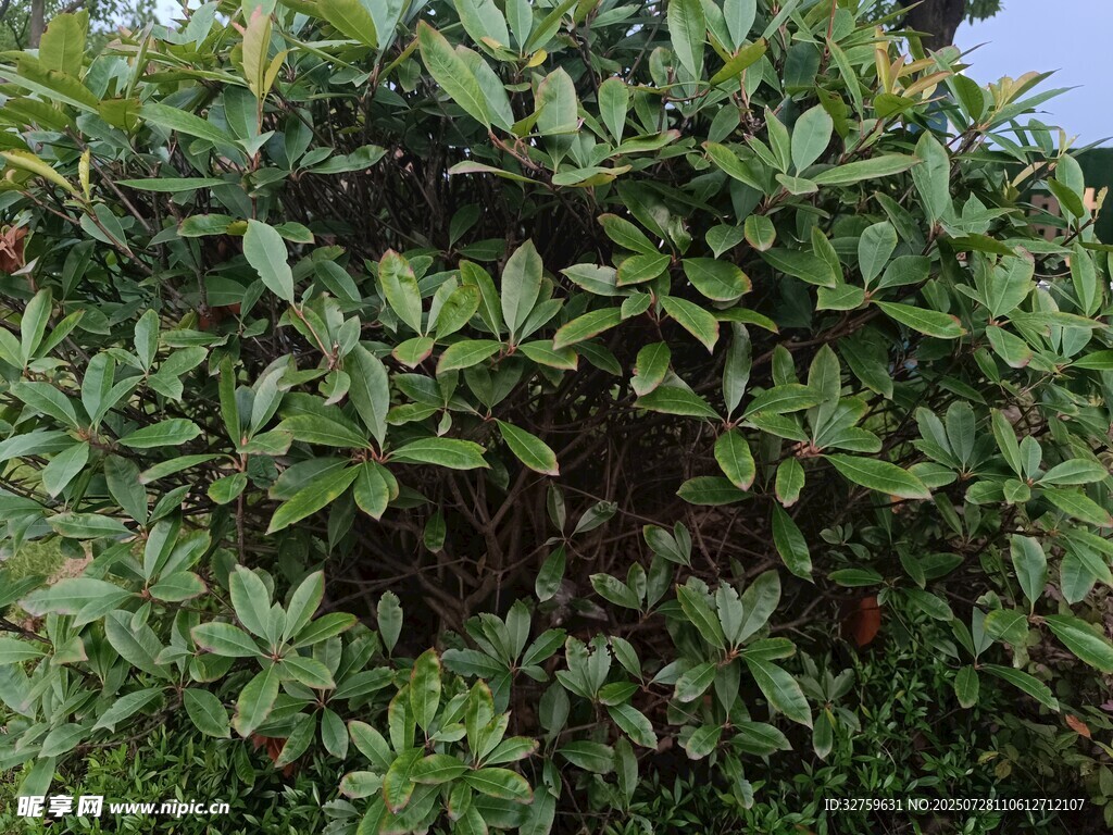 茂密绿植景观