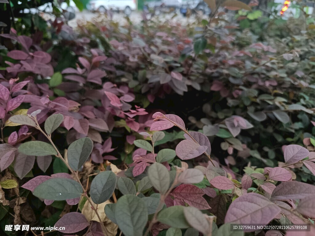 紫叶植物景观