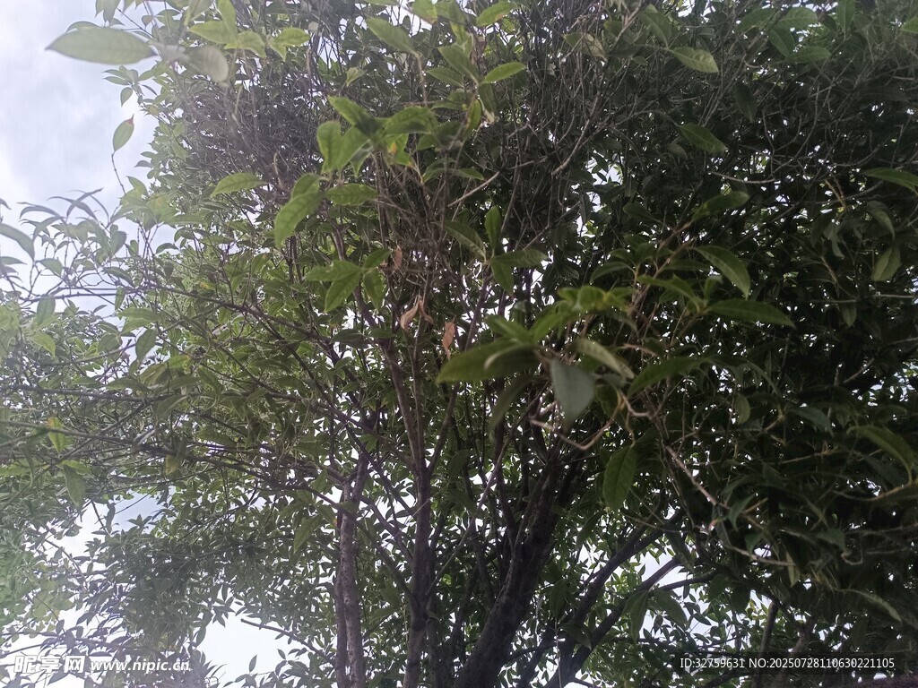 枝叶繁茂的大树