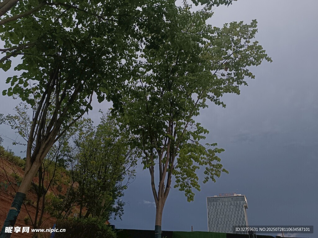 暴风雨前的树木景观