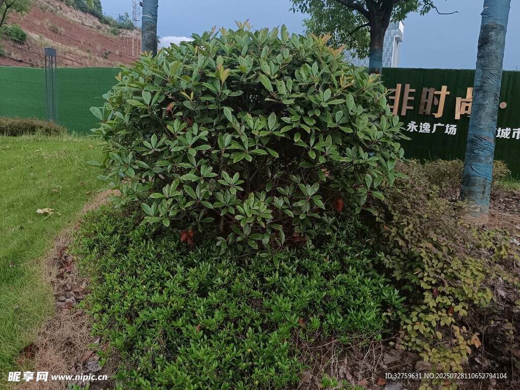 花园中的繁茂绿植