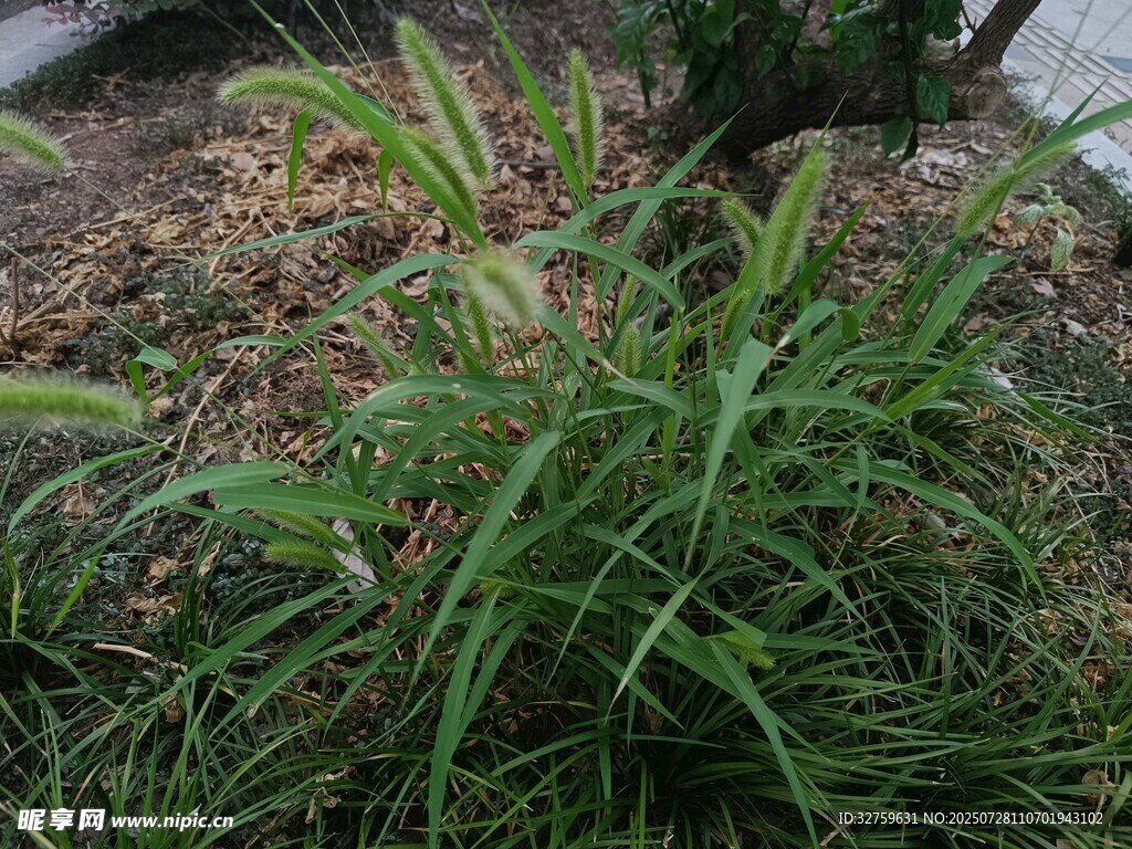 翠绿茂盛的野生草本植物