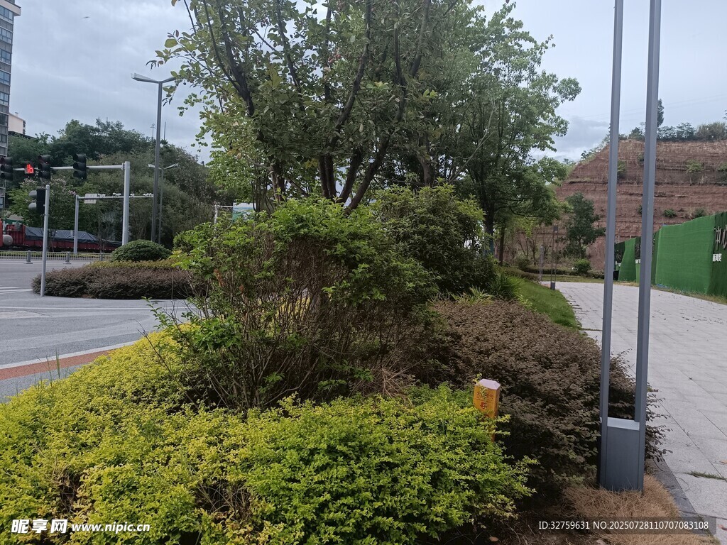 城市道路旁的绿植景观